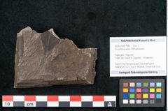 Foto (Objekt + Etikett) von Ficus tenuinervis Ettingshausen (NHMW-GEO-2024-0188-7985)